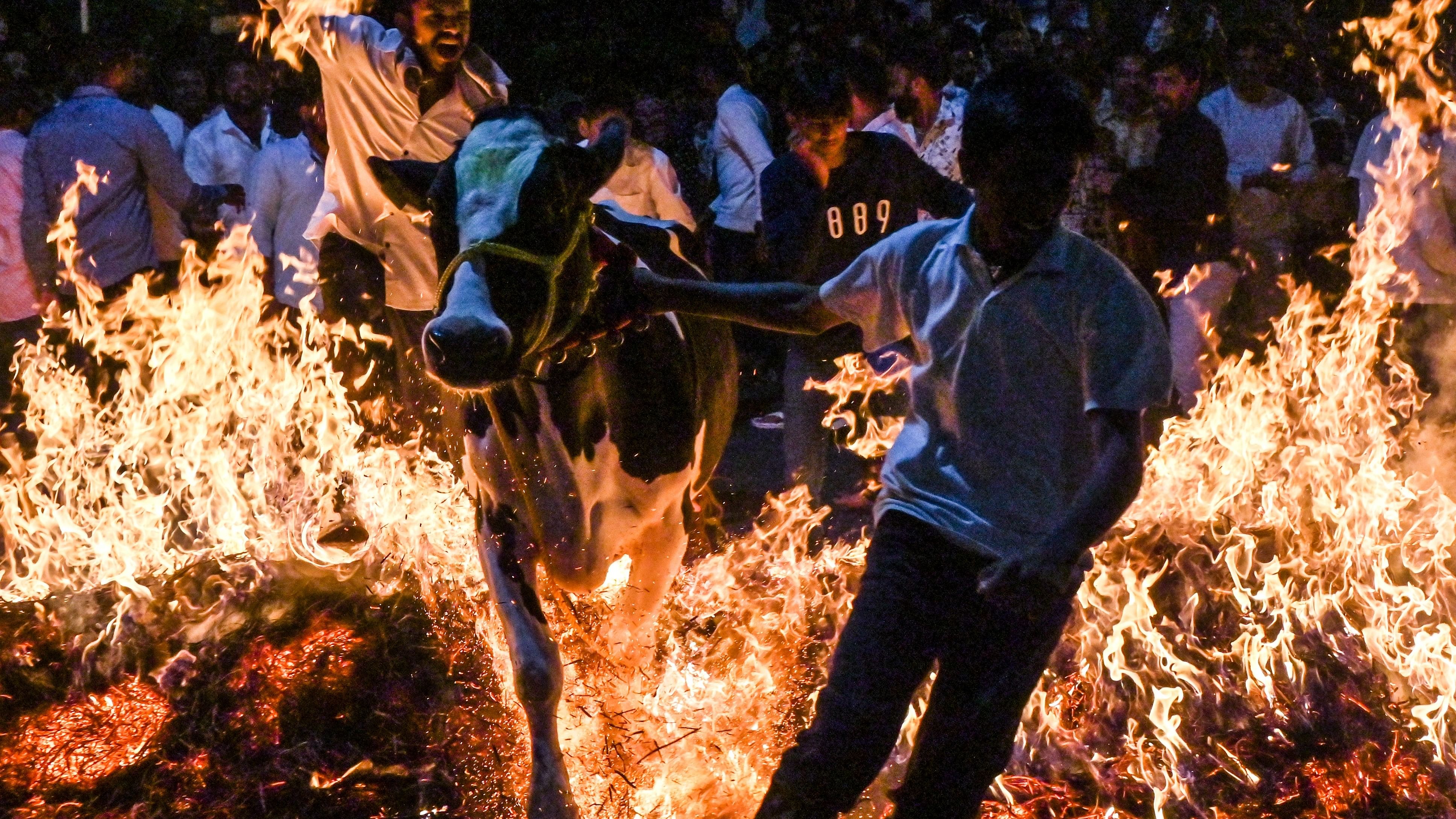 <div class="paragraphs"><p>As part of the Makar Sankranti festivities, people make their cattle jump over a bonfire. This image is from Kanakapalya in the city on Monday.&nbsp;</p></div>