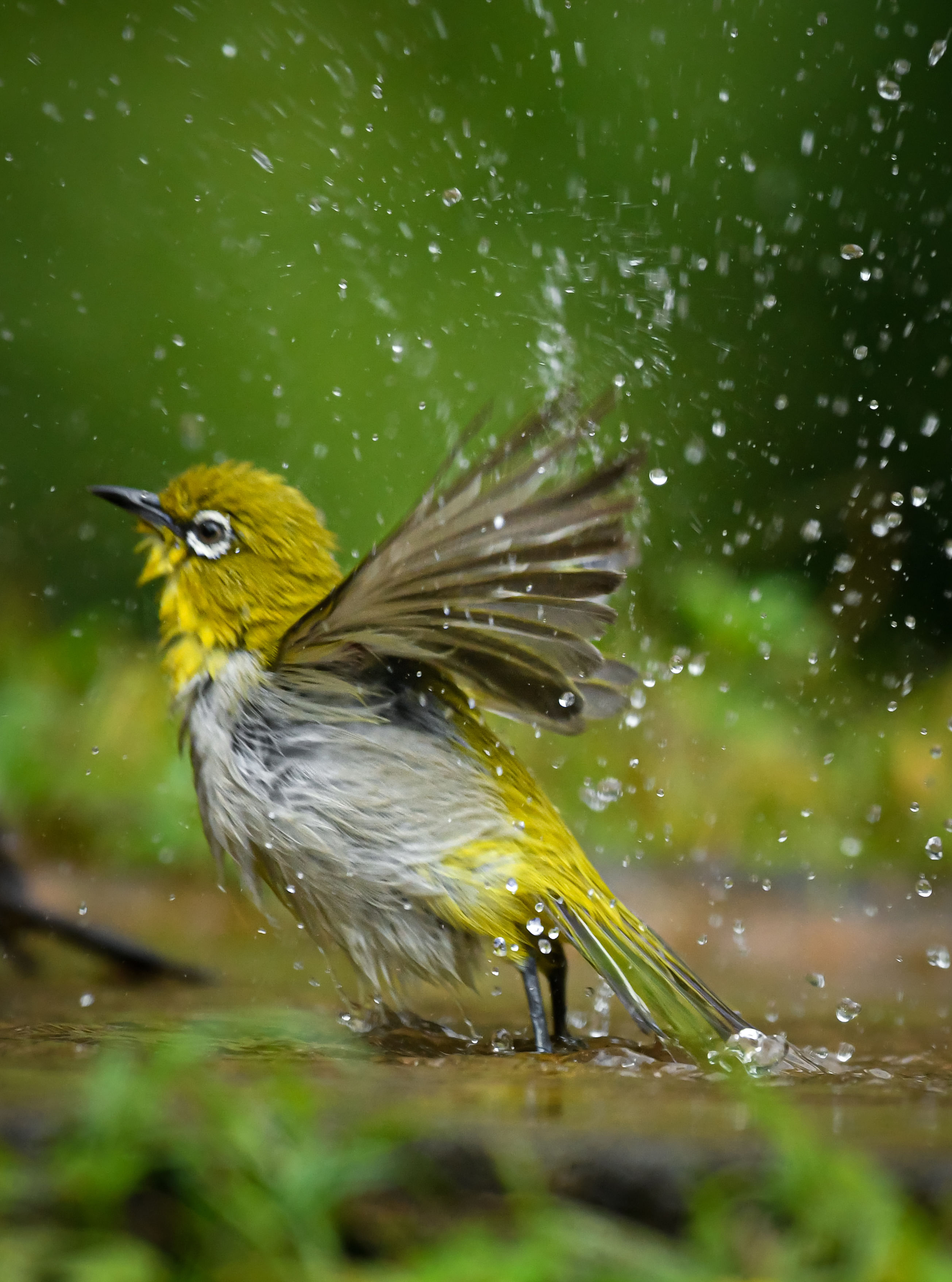 Oriental White Eye bird taking a refreshing bath