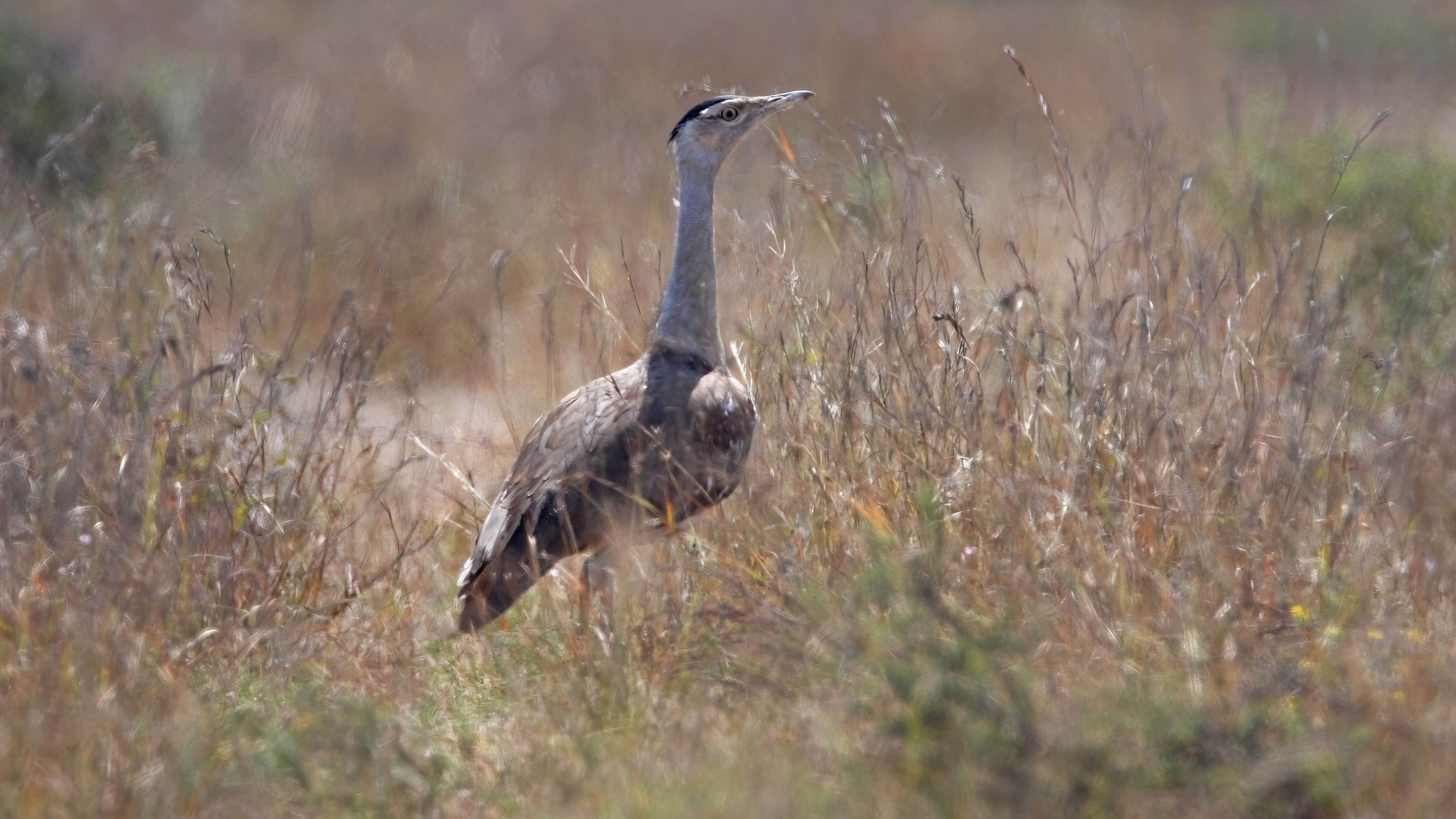 <div class="paragraphs"><p>Photo of a Great Indian Bustard  female standing in dry scrub in Gujarat.</p></div>