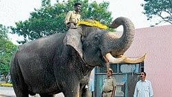 <div class="paragraphs"><p>File photo of&nbsp;Dasara  elephant Arjuna as he lifts his trunk in salute, at the weighing machine in Mysore.</p></div>