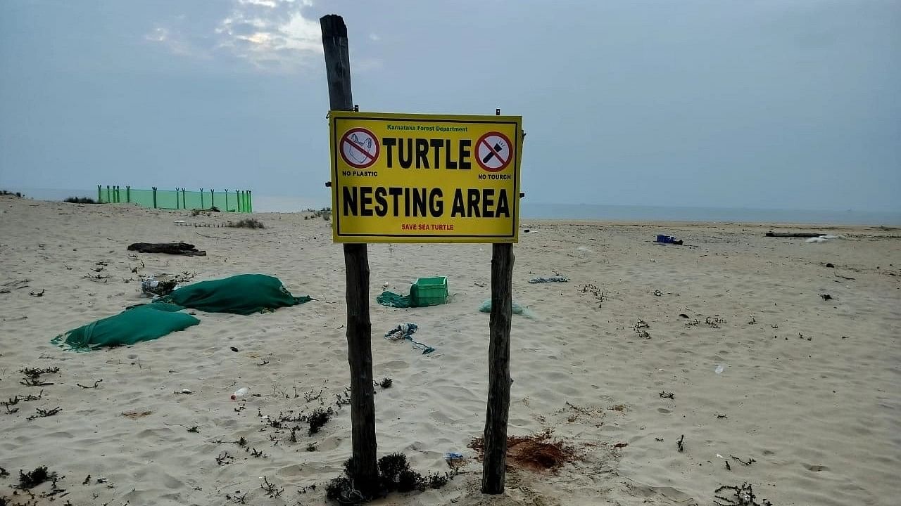 <div class="paragraphs"><p>A signboard placed by Forest Department officials at Pavinakurve beach informing about the presence of turtle nesting sites.</p></div>
