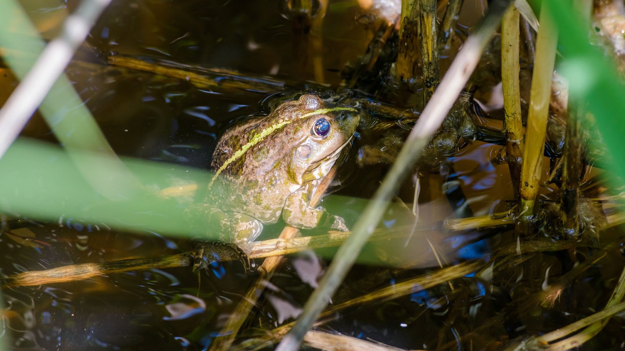 <div class="paragraphs"><p>Representative image showing an amphibian belonging to the Burrowing Frog subspecies.&nbsp;</p></div>