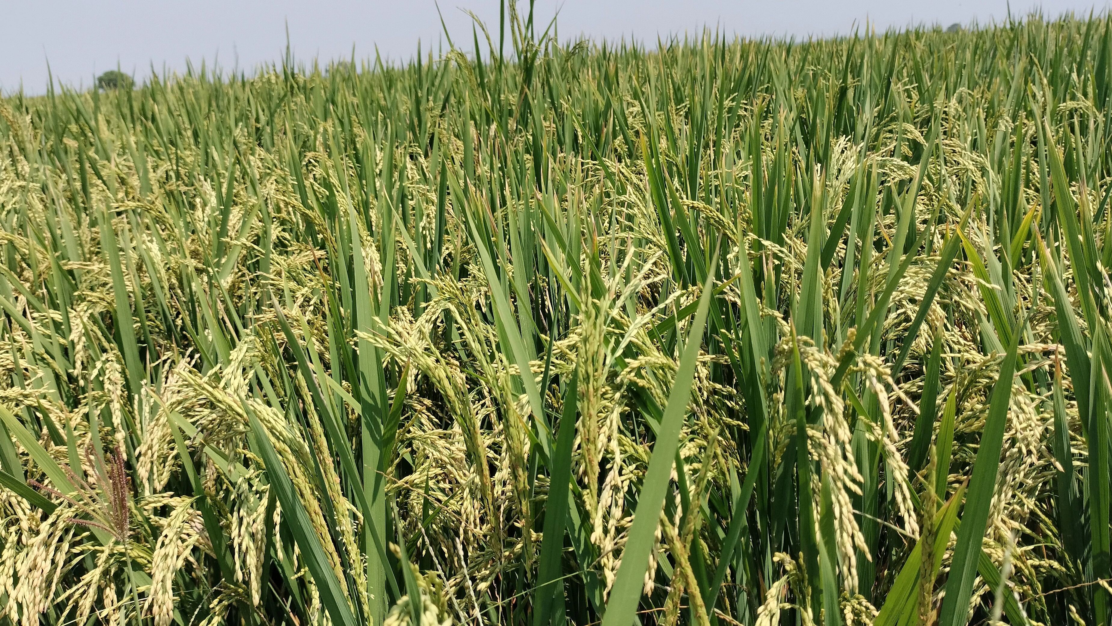 Despite good yield, paddy prices rise due to hoarding.