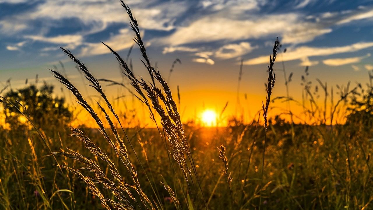 <div class="paragraphs"><p>Representative image of wheat field. </p></div>