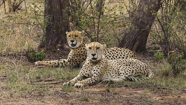 <div class="paragraphs"><p>Cheetahs at the Kuno National Park.</p></div>