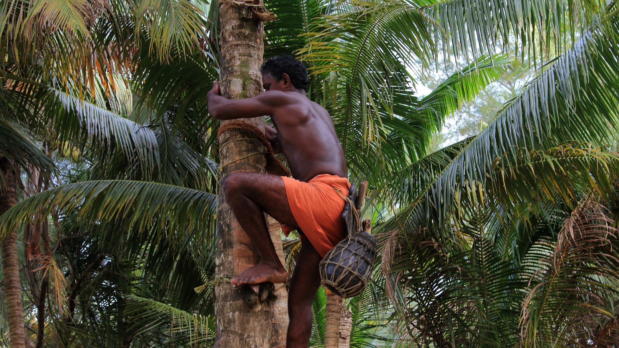 <div class="paragraphs"><p>Representative image of a&nbsp;toddy tapper.</p></div>