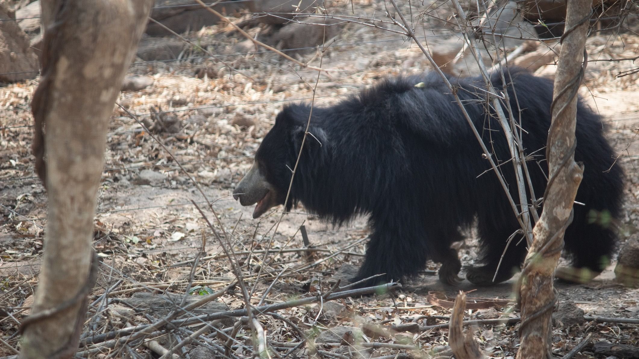 <div class="paragraphs"><p>Representative image showing a bear.</p></div>