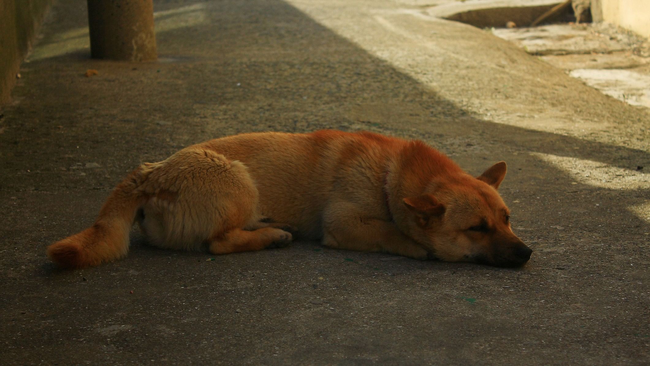 <div class="paragraphs"><p>Representative image showing a dog.&nbsp;</p></div>