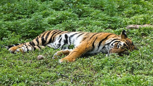 <div class="paragraphs"><p>Representative image of a dead tiger.</p></div>