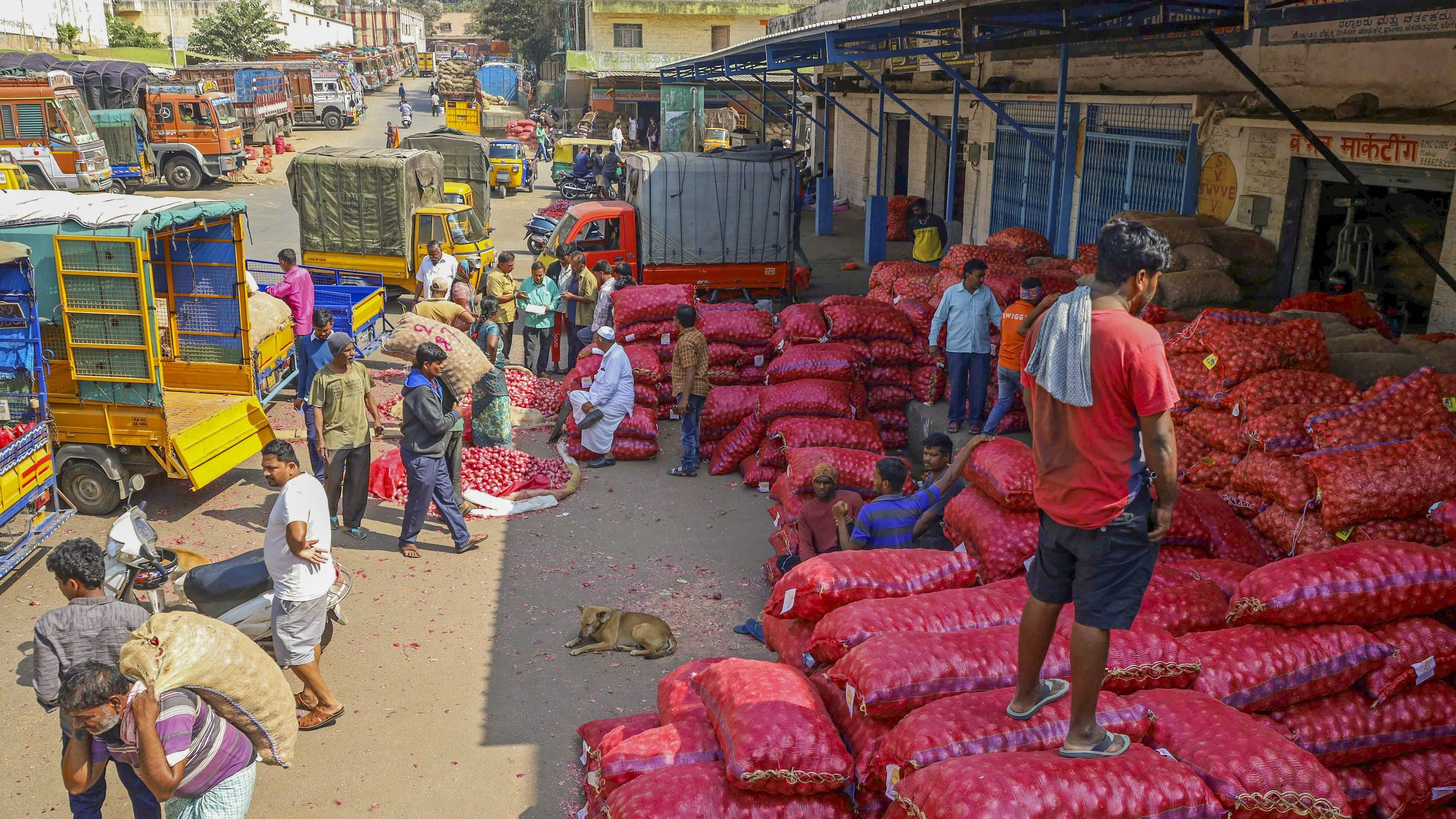 <div class="paragraphs"><p>Workers unload sacks of onion from trucks at an Agricultural Produce Marketing Committee (APMC) yard in Bengaluru on Wednesday.&nbsp;</p></div>