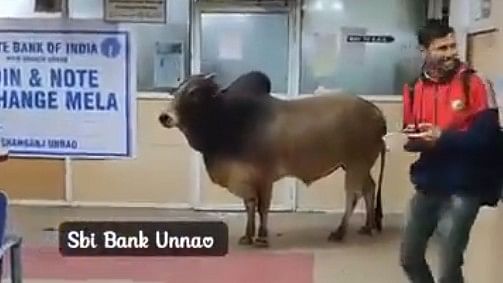 <div class="paragraphs"><p>Screengrab from a video showing the bull inside the SBI branch in Unnao.</p></div>