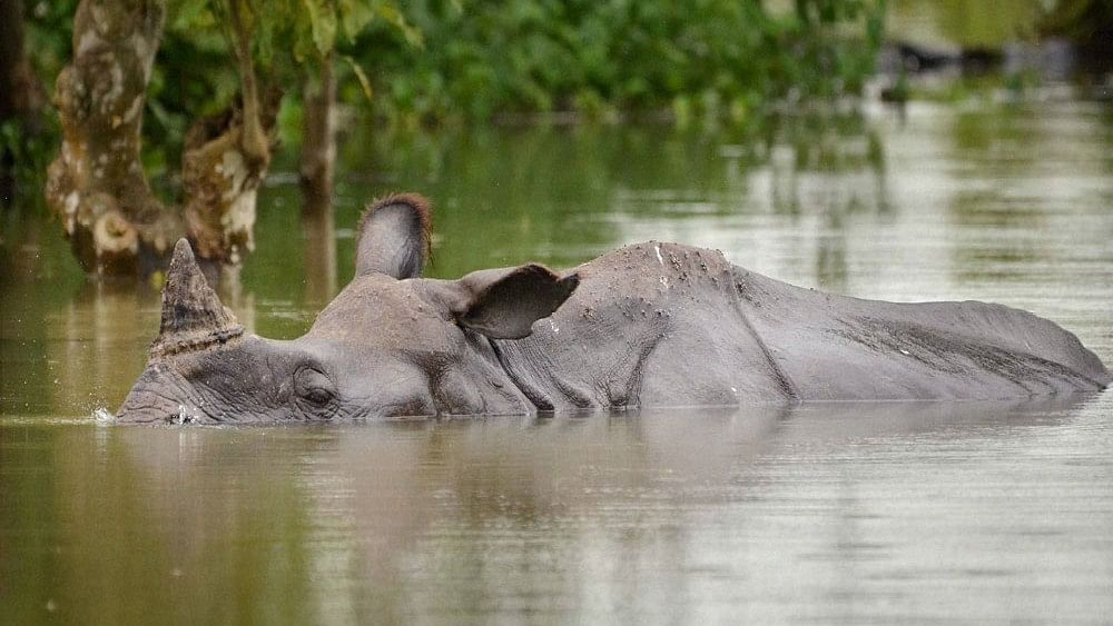<div class="paragraphs"><p>A One-horned Rhino swims through flood waters in Kaziranga National Park in Assam on Wednesday. </p></div>