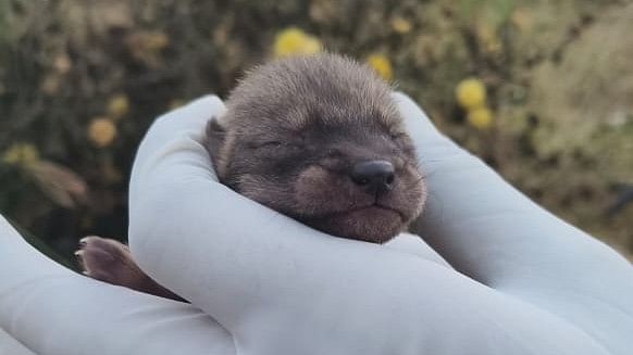 <div class="paragraphs"><p>Wolf pups found at Basarakoda village in Hagaribommanahalli in Vijayanagar district on Sunday. The pups were reunited with its pack by forest officials and GHB members. </p></div>