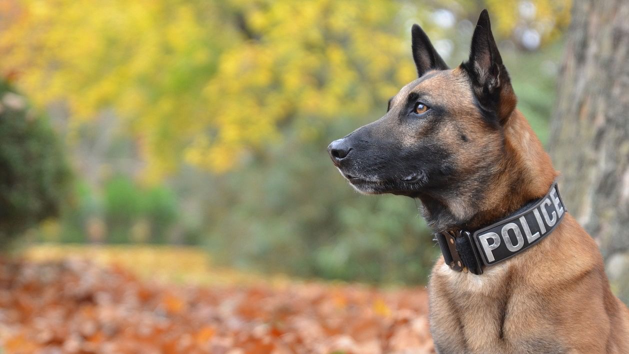 <div class="paragraphs"><p>Representative image of a police dog</p></div>