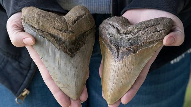 <div class="paragraphs"><p>Representative image of prehistoric Megalodon teeth.</p></div>