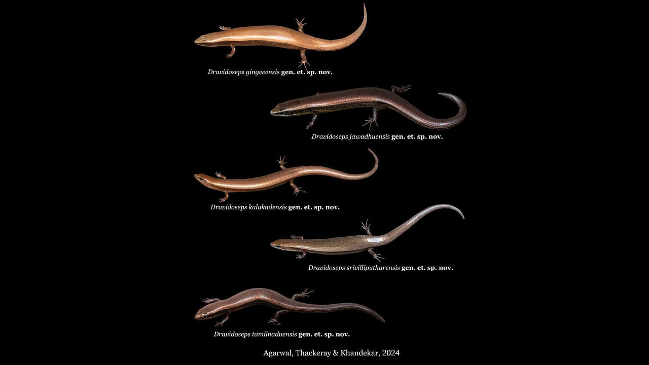 <div class="paragraphs"><p>The five new reptile species discovered by the&nbsp;Thackeray Wildlife Foundation team.</p></div>