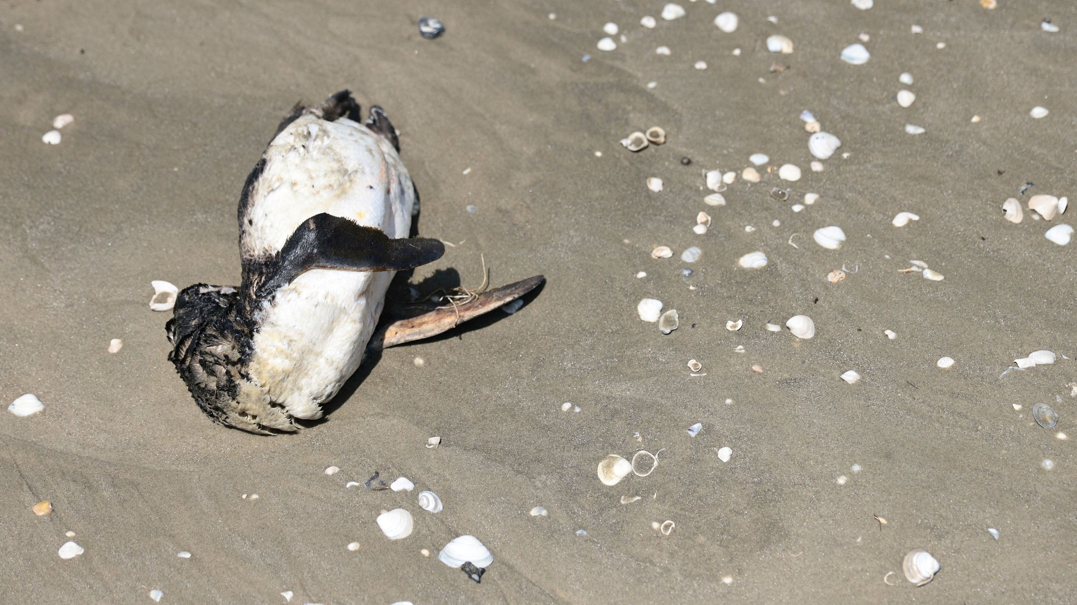 <div class="paragraphs"><p>A dead penguin. Representative image.</p></div>