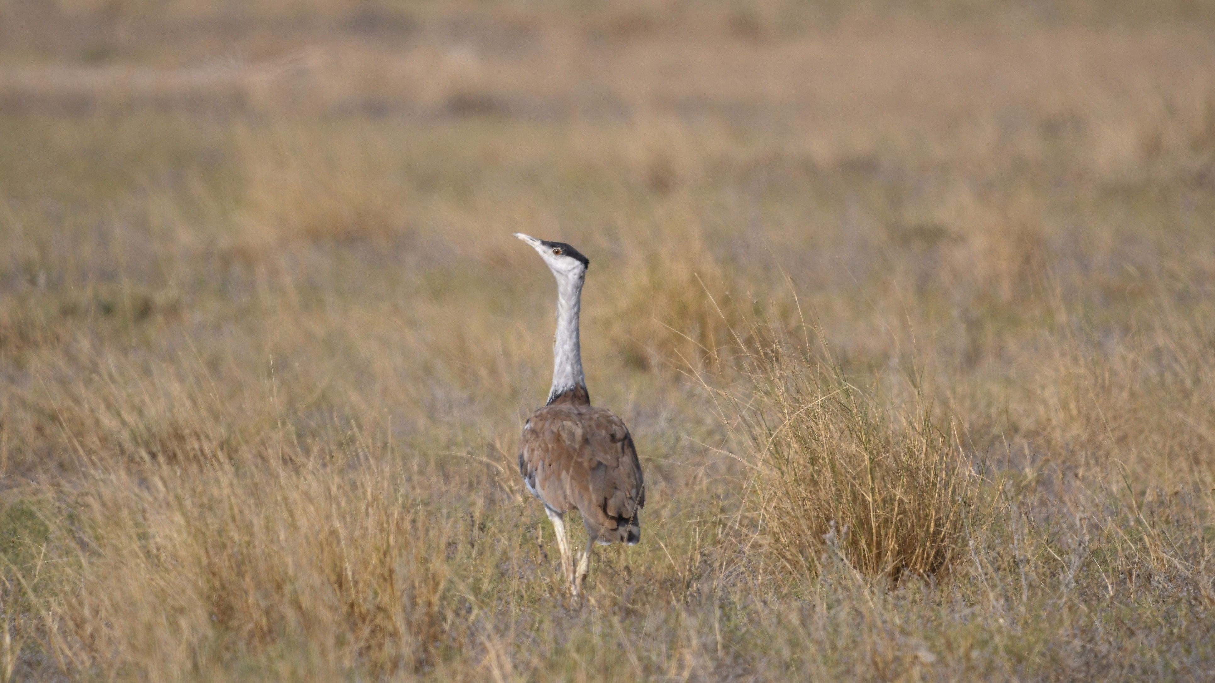 <div class="paragraphs"><p>Representative image of Great Indian Bustard. </p></div>