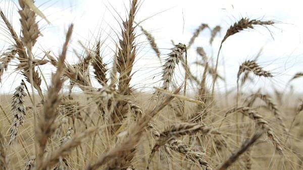 <div class="paragraphs"><p>The crop is seen in a wheat field ahead of annual harvest.</p></div>