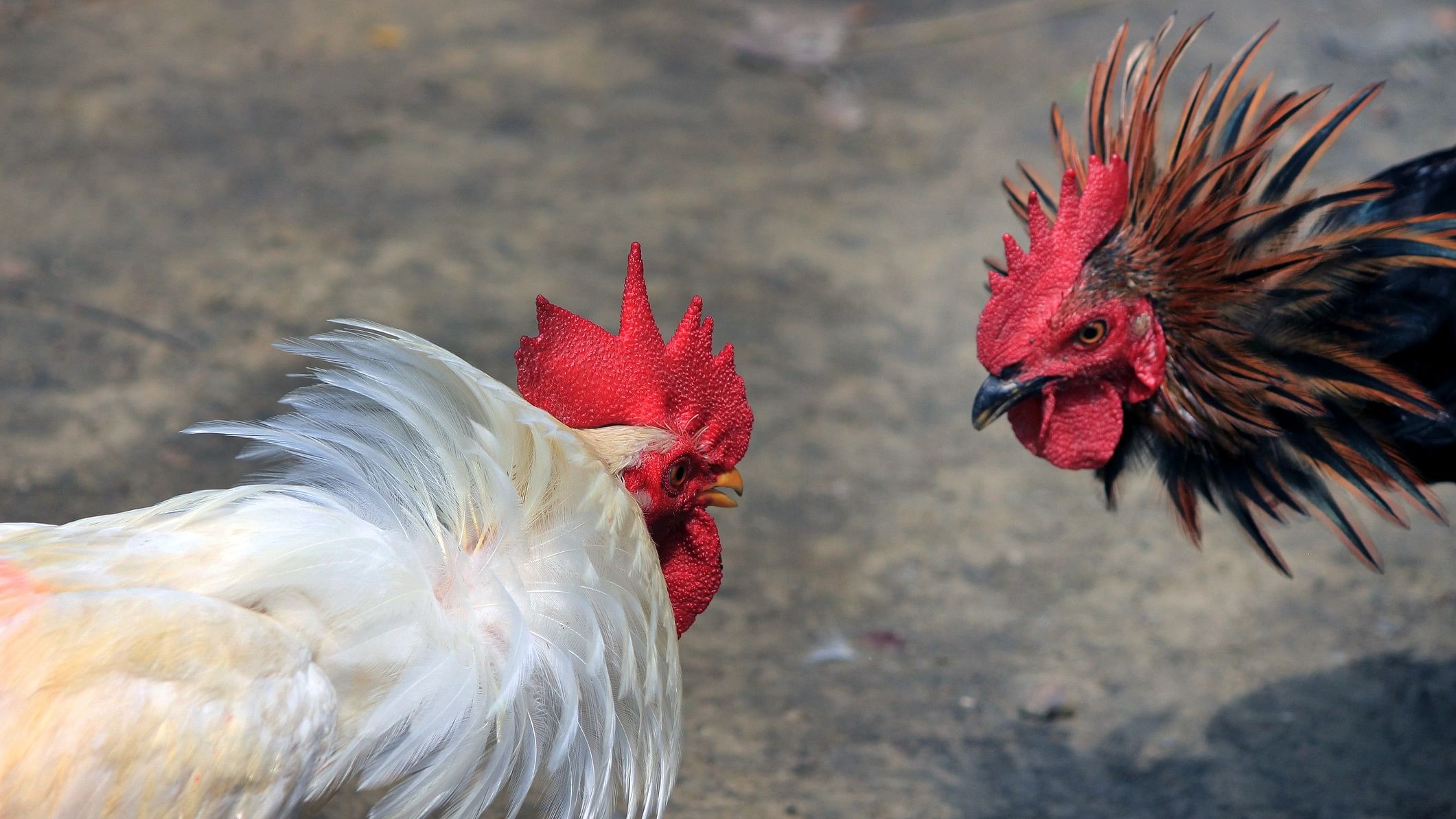 <div class="paragraphs"><p>Representative image showing two cocks ready to fight.</p></div>