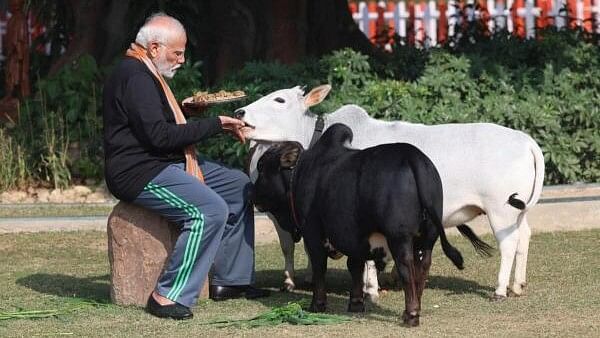 <div class="paragraphs"><p>Prime Minister Narendra Modi feeds cows on the Makar Sankranti, at his residence in New Delhi.</p></div>