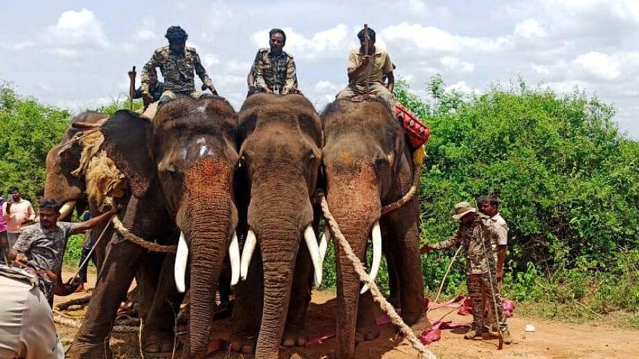 <div class="paragraphs"><p>Representative image showing elephants during a capture operation in Karnataka.</p></div>