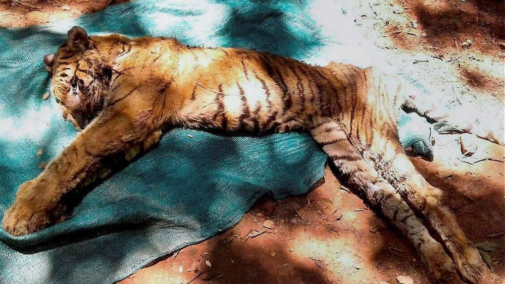 <div class="paragraphs"><p>Representative image of a tiger carcass.</p></div>