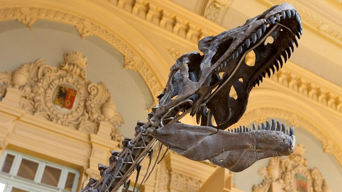 <div class="paragraphs"><p>A skeleton of a theropod is displayed before its auction by Aguttes auction house in Lyon, France. </p></div>