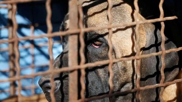 <div class="paragraphs"><p> A dog in a cage is pictured during a protest to demand the government to scrap plans to pass a bill that would ban eating dog meat, in front of the Presidential Office in Seoul, South Korea.</p></div>