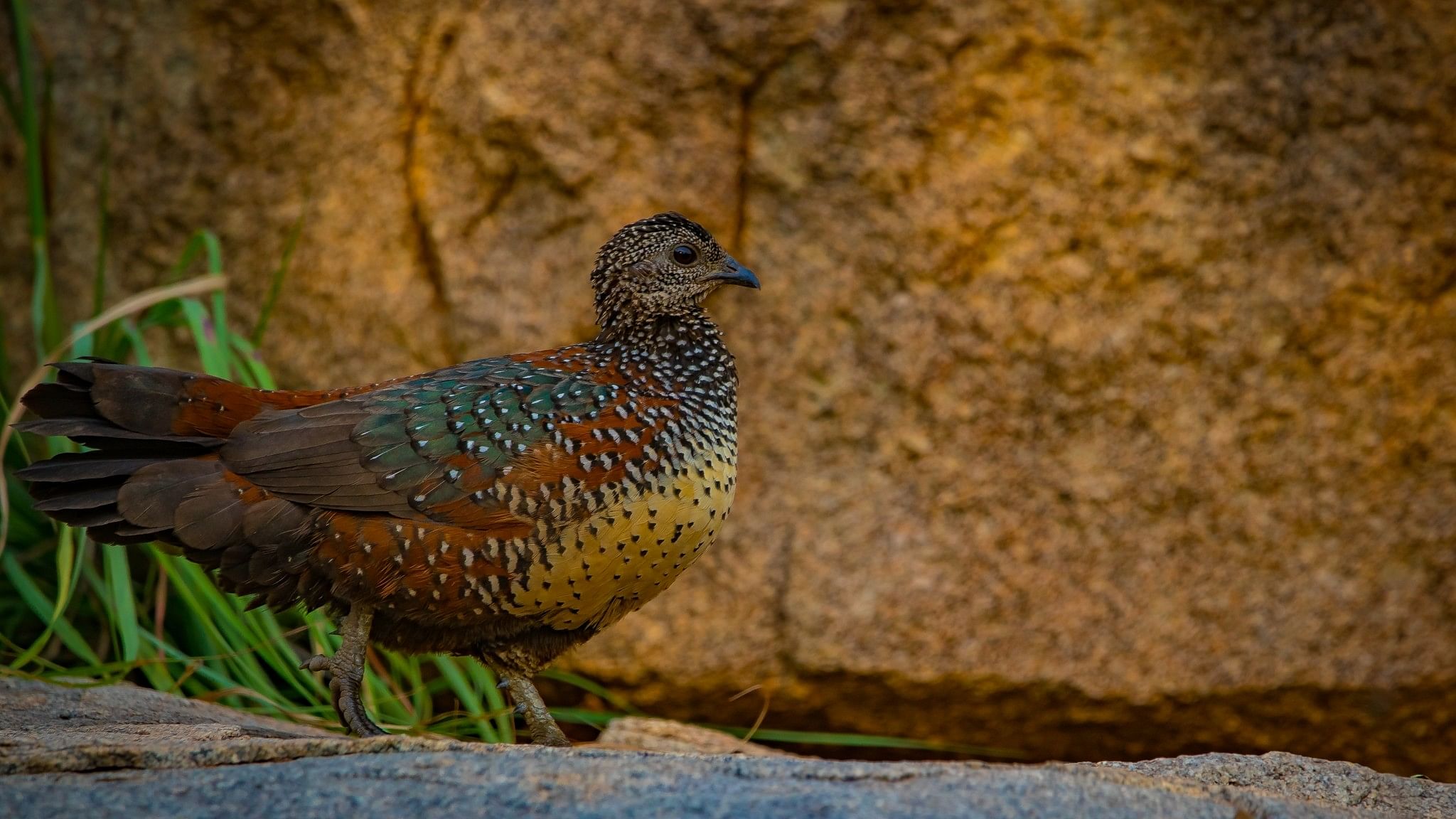 <div class="paragraphs"><p>Painted Spurfowl. </p></div>