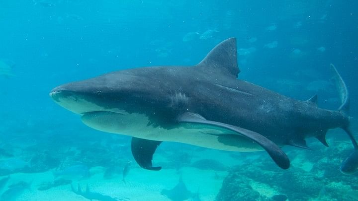 <div class="paragraphs"><p>Representative image of a shark.</p></div>