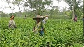 <div class="paragraphs"><p>Lepchas working in field wearing traditional bamboo hat.</p></div>