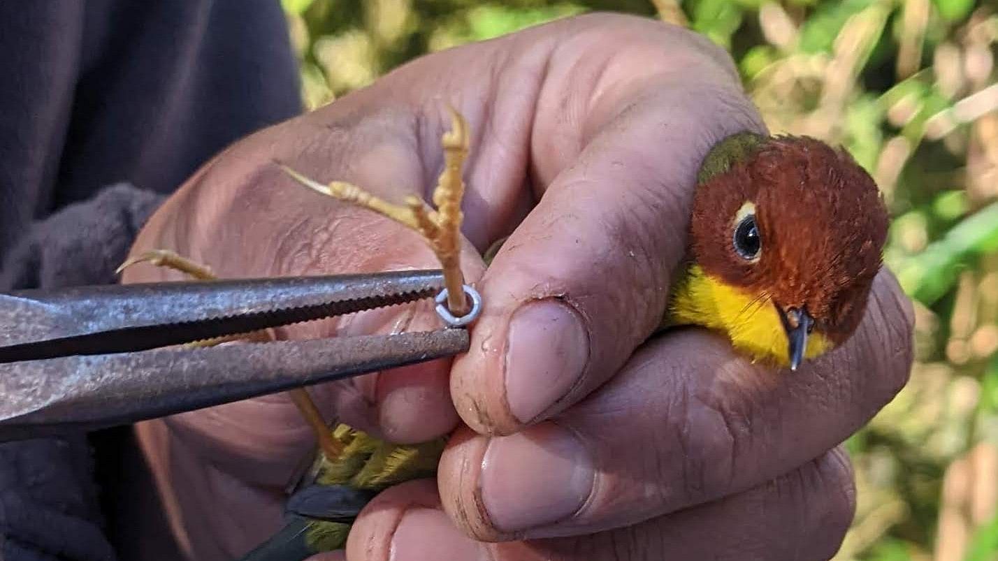 <div class="paragraphs"><p>A Chestnut-headed Tesia being ringed as part of the study.</p></div>