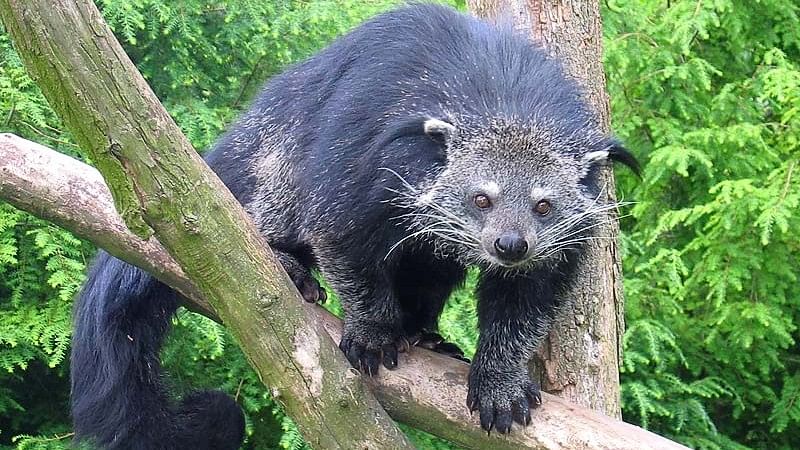 <div class="paragraphs"><p>Binturong</p></div>