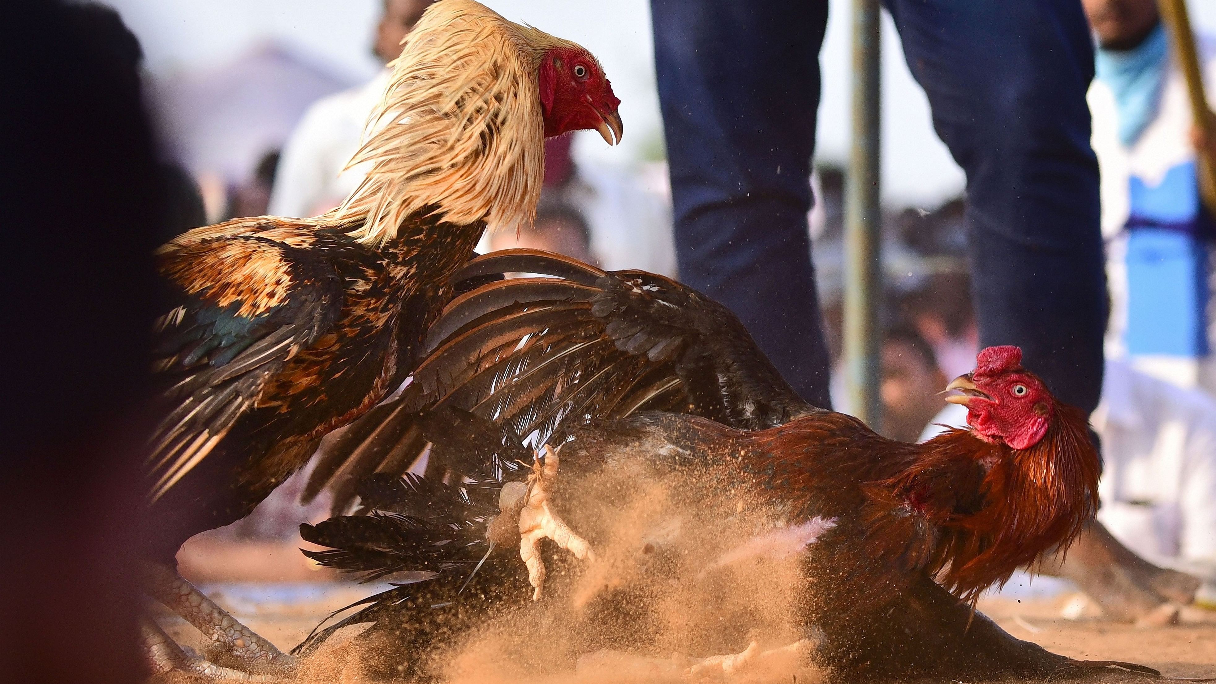 <div class="paragraphs"><p>Roosters fight in Andhra Pradesh. </p></div>