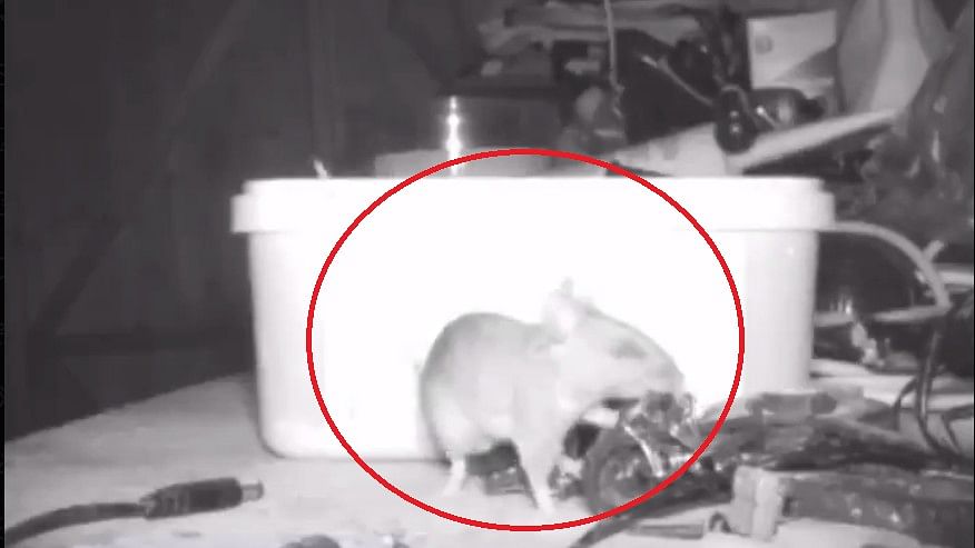 <div class="paragraphs"><p>Screengrab of video showing mouse tidying up shed. The mouse is seen circled in red.&nbsp;</p></div>