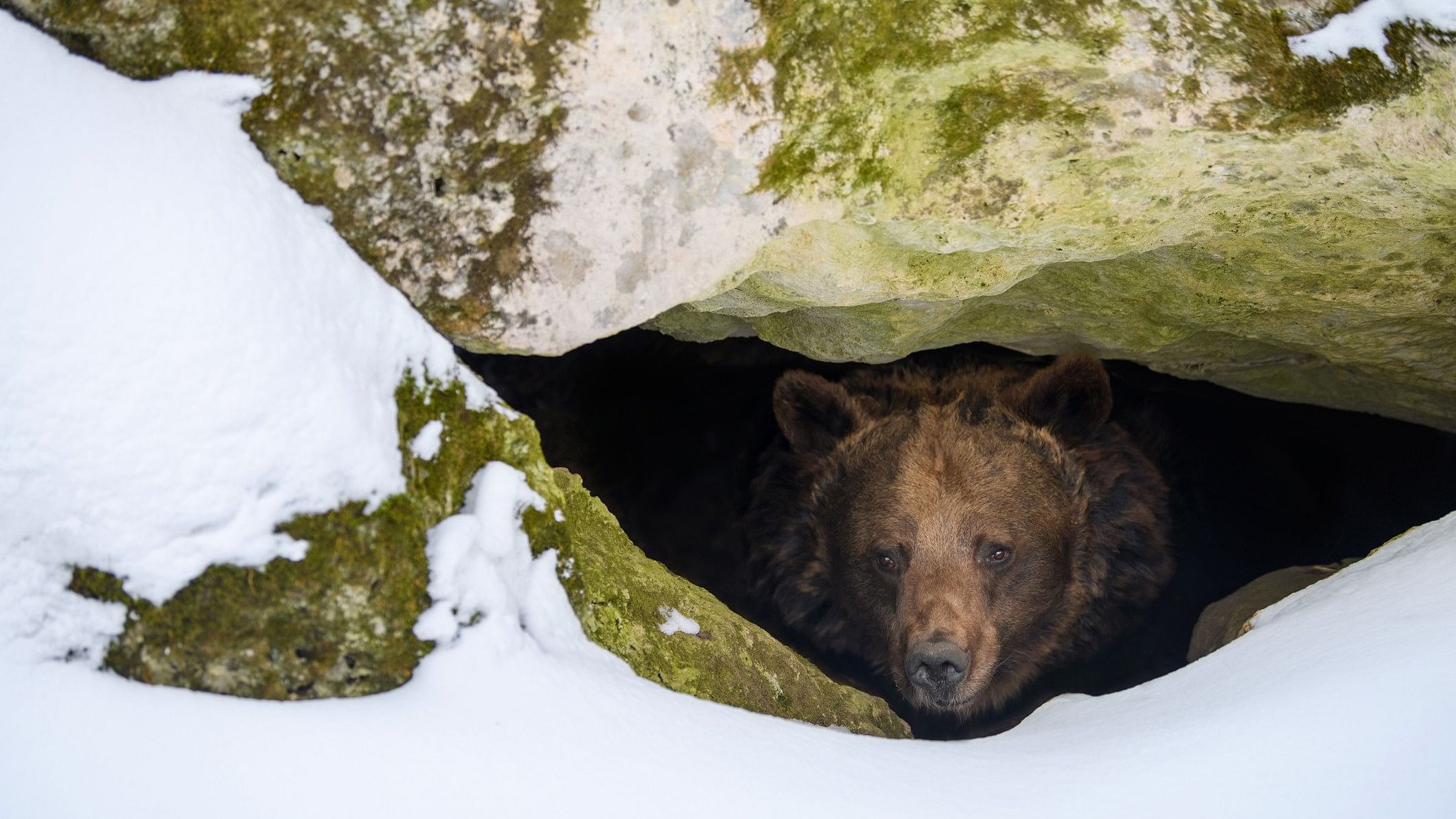 <div class="paragraphs"><p>Brown bear looks out of its den in the woods under a large rock in winter.</p></div>