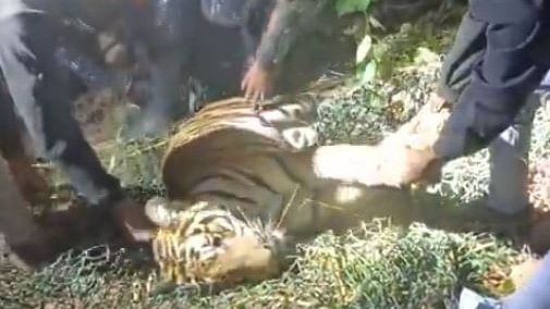 <div class="paragraphs"><p>Screengrab of the video showing forest department officials shifting the carcass of the sub-adult tiger that died after being hit by a speeding vehicle on the Mysuru-Nanjangud highway.</p></div>