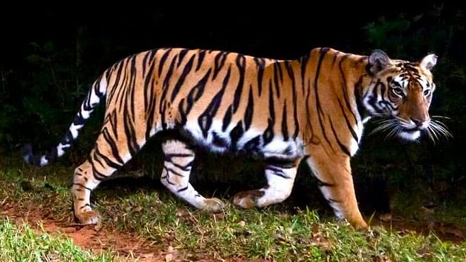 <div class="paragraphs"><p>Meanwhile, sources said that a total of 27 adult tigers - 14 females and 13 males - were camera-trapped in Odisha during the All Odisha Tiger Estimation exercise.</p></div>