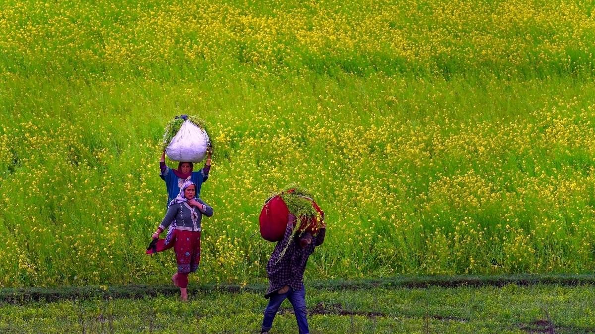 <div class="paragraphs"><p>Farmers will benefit a lot from the Annadata scheme, the FM said.&nbsp; Representative image showing farmers.&nbsp;</p></div>