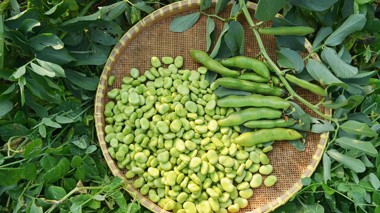 <div class="paragraphs"><p>When it comes to sprouting, broad beans require a bit of patience: they need to be soaked in water for 2 to 4 days to encourage germination.</p></div>