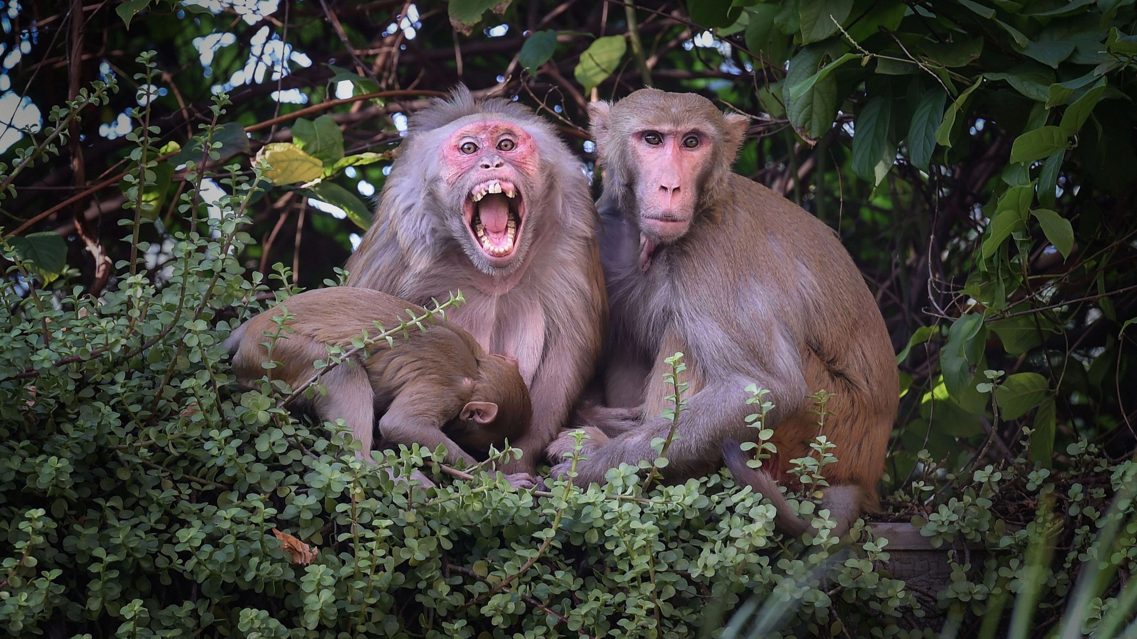 <div class="paragraphs"><p>The monkeys had fallen into the water tank located in Nandikonda Municipality of the district, while trying to drink water in it and drowned, they said.</p></div>