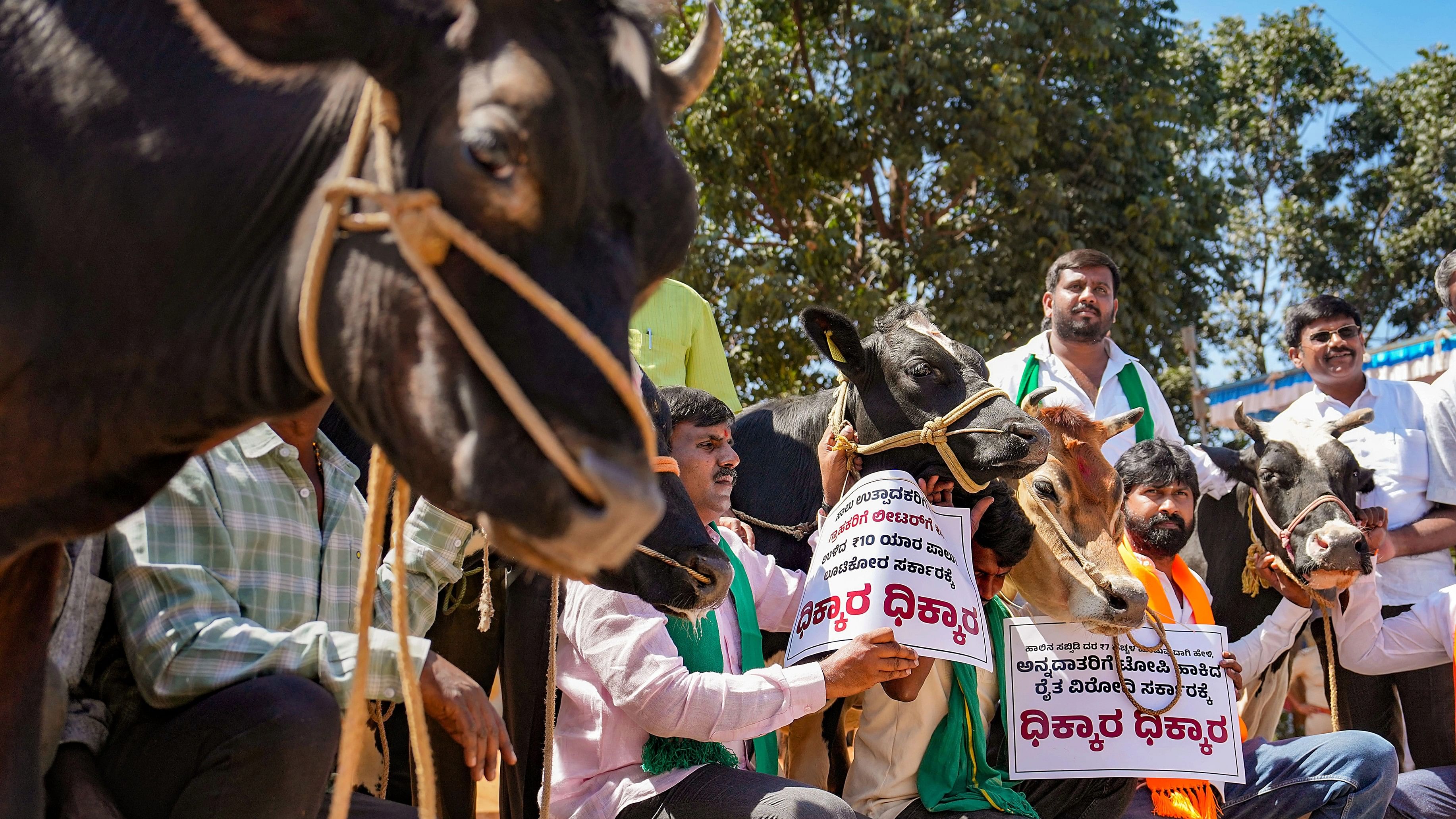 <div class="paragraphs"><p>BJP workers with cows during a demonstration over the alleged non-payment of subsidy to milk producers by the Congress-led Karnataka government, in Bengaluru on Tuesday</p></div>