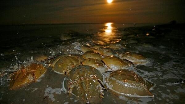 <div class="paragraphs"><p>Atlantic Horseshoe crabs come ashore to spawn and lay their eggs on Pickering Beach in Delaware.</p></div>