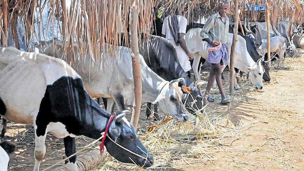 <div class="paragraphs"><p>Representative image of a cow shelter.</p></div>