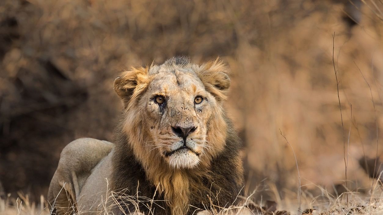 <div class="paragraphs"><p>Representative image of a&nbsp;male Asiatic lion.</p></div>