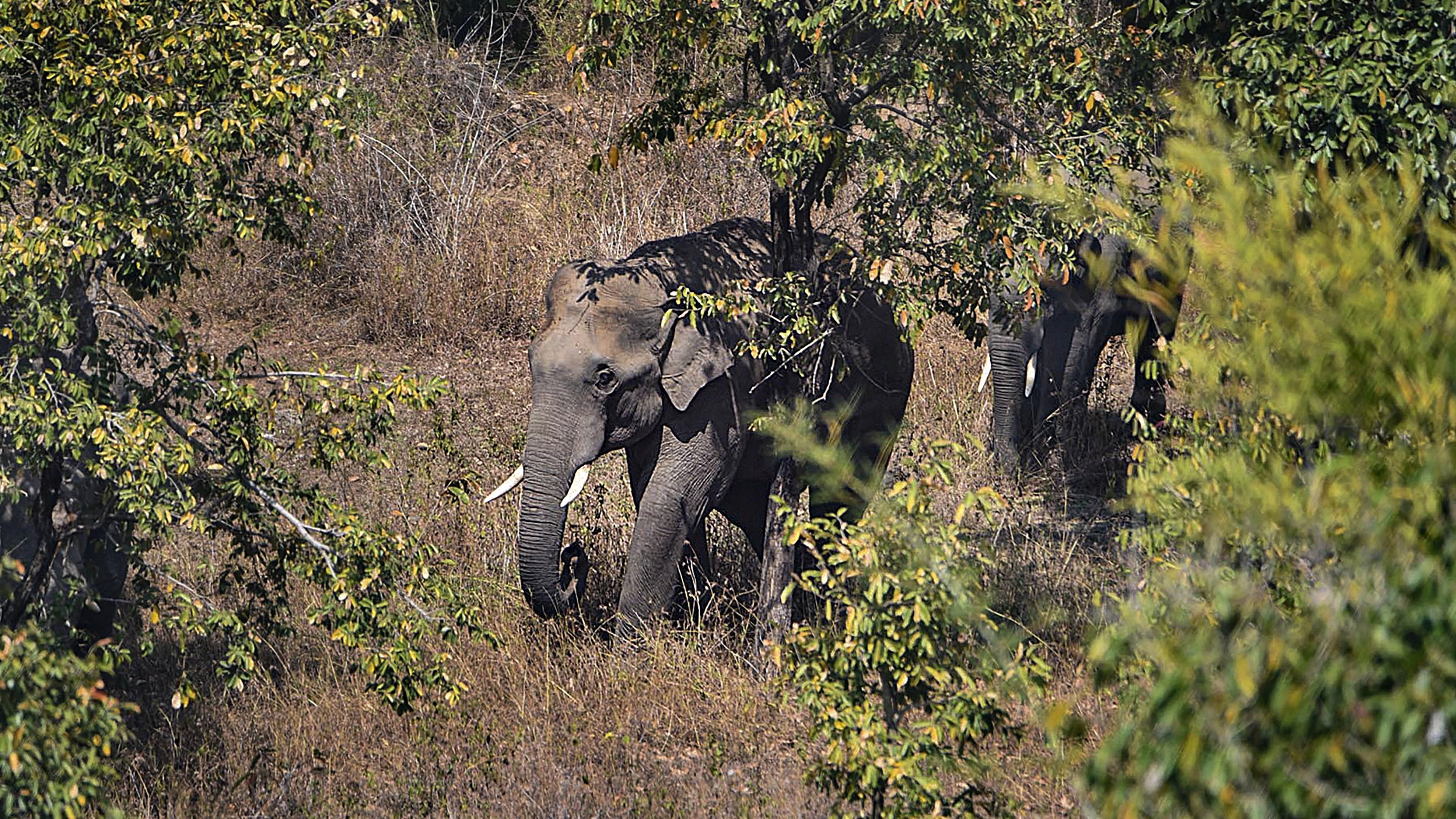 <div class="paragraphs"><p>Representational image of an elephant</p></div>