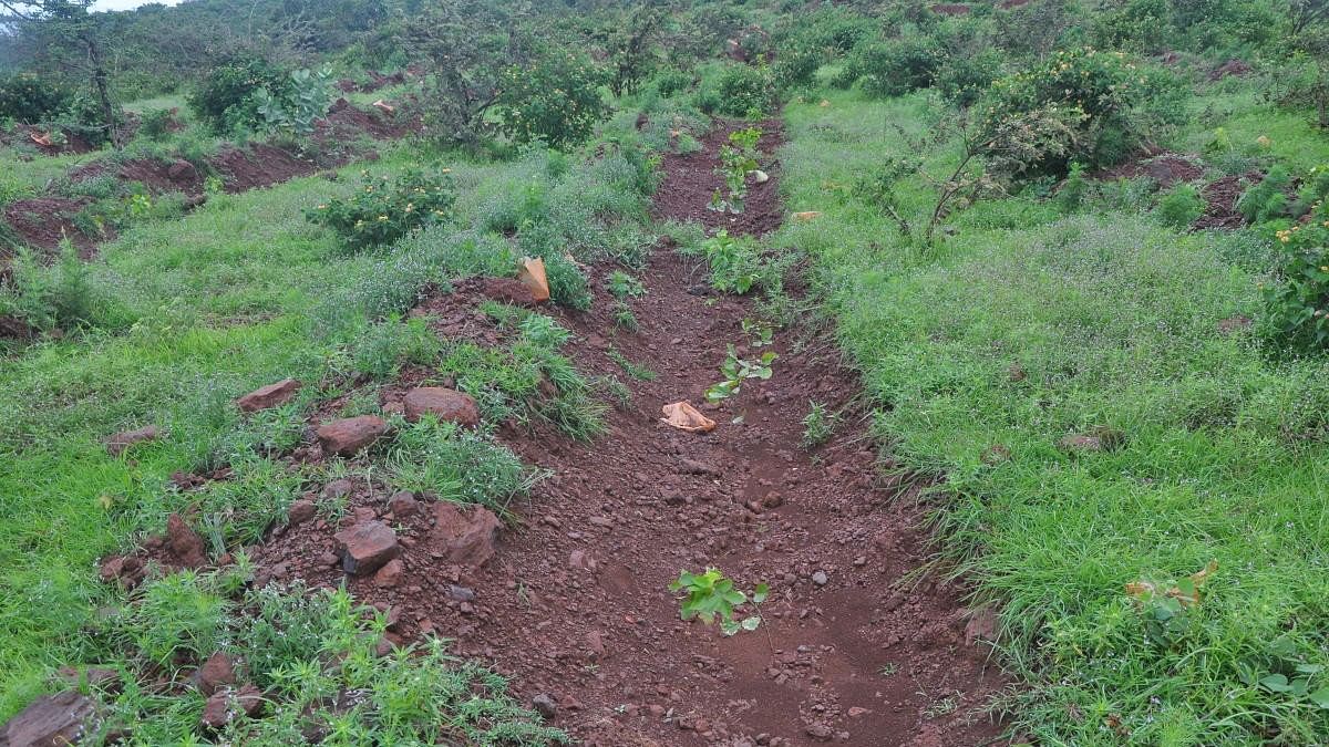 <div class="paragraphs"><p>Representative image of a forest in Karnataka.</p></div>