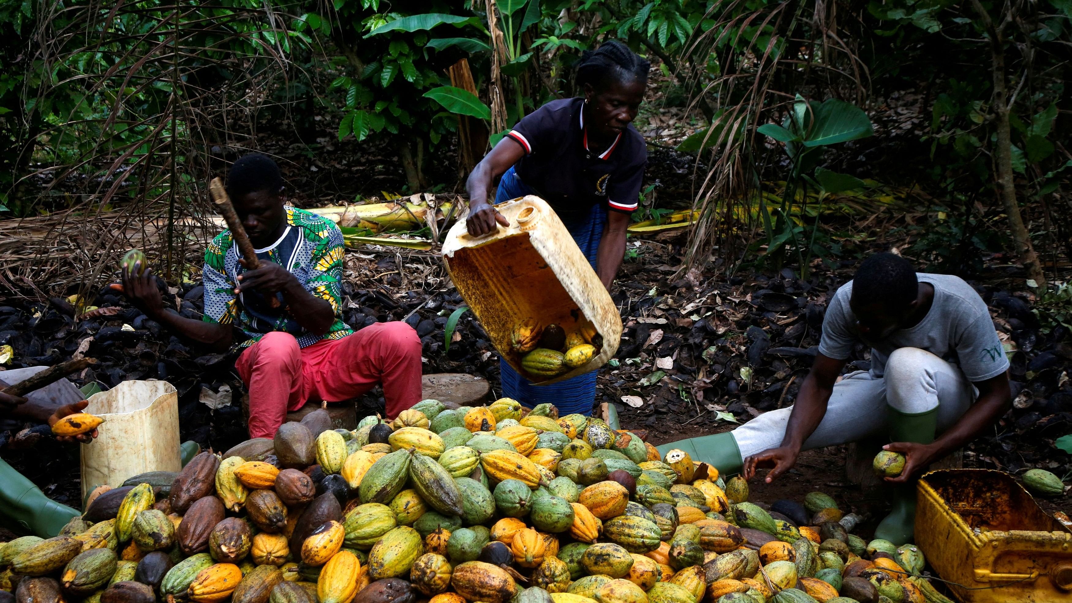 <div class="paragraphs"><p>Farmers break cocoa beans at a farm in Ivory Coast.</p></div>