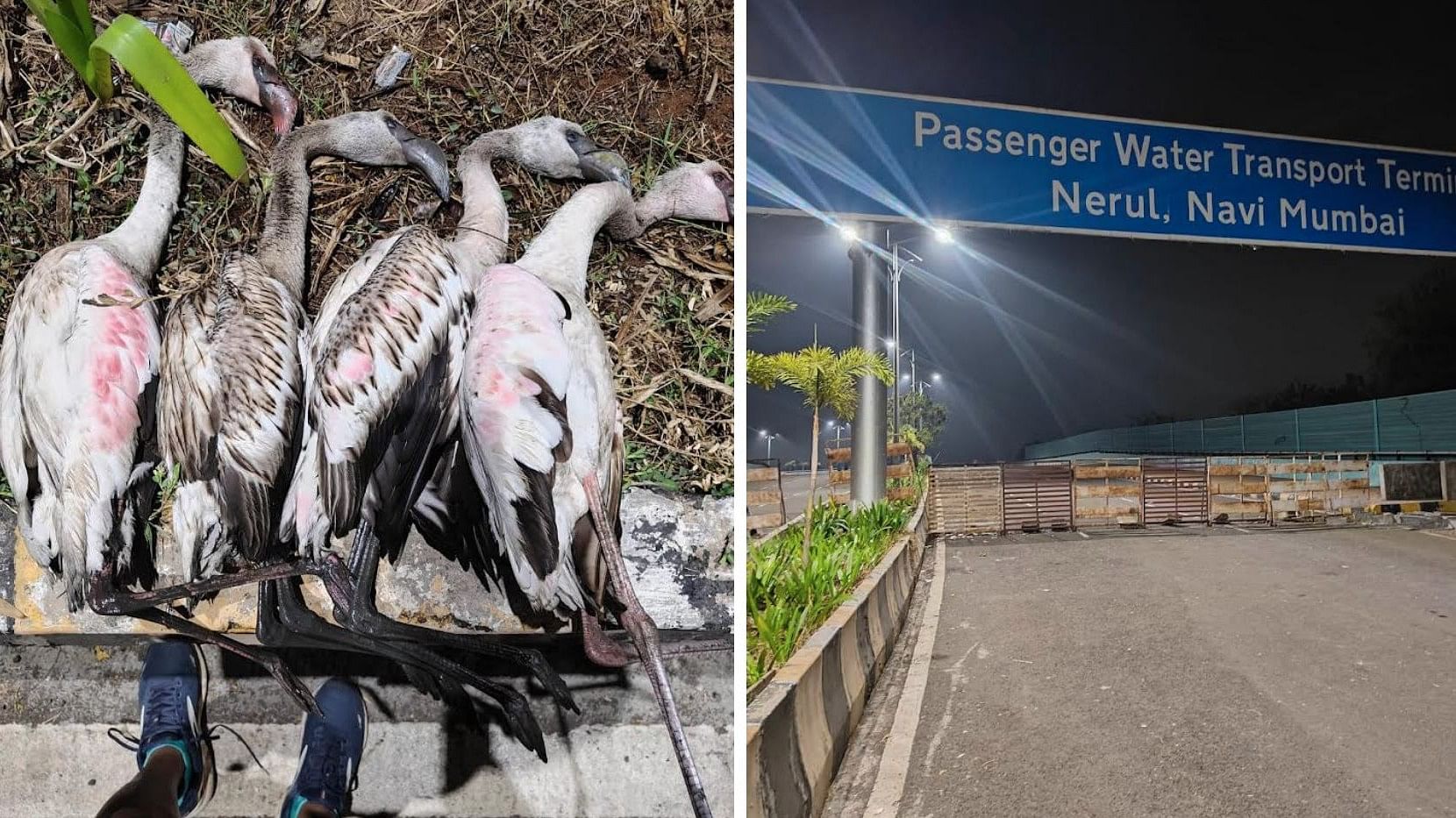 <div class="paragraphs"><p>Flamingo birds killed after crashing into 'killer' signboard.</p></div>